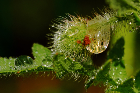 Bild-Nr: 11570338 Die Perlenblume Erstellt von: Ostfriese