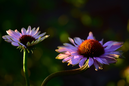 Bild-Nr: 11571024 Echinacea Purpurea Erstellt von: Ostfriese