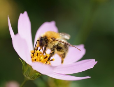 Bild-Nr: 11571560 Fleißig Erstellt von: MoNoir