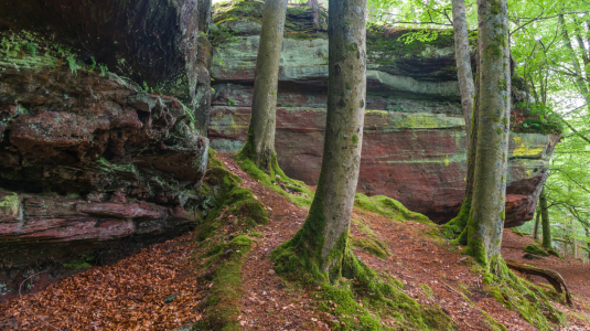 Bild-Nr: 11571566 Im alten Wald Erstellt von: alphafotos