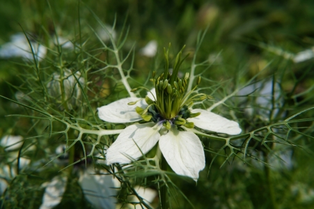 Bild-Nr: 11572080 Jungfer im Grünen Erstellt von: MoNoir