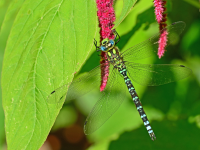 Bild-Nr: 11572322 Die Starlibelle Erstellt von: Ostfriese