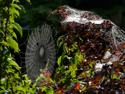 Bild-Nr: 11572654 Vorboten des Herbstes Erstellt von: Ostfriese