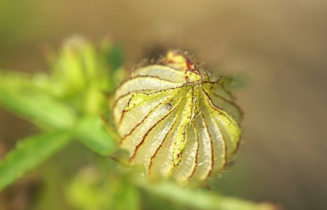 Bild-Nr: 11572844 Kleine Knospe Erstellt von: MoNoir