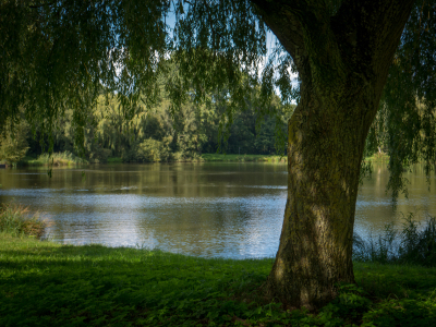 Bild-Nr: 11574068 Baum und See Erstellt von: TheRealWorld