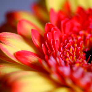 Bild-Nr: 11574808 Serie Frühling - gelbrote Gerbera Erstellt von: Ingaloo