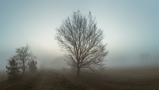 Bild-Nr: 11576786 Nebel am Deich Erstellt von: David Gärtner