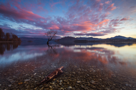 Bild-Nr: 11577424 Der Wanaka-Tree Erstellt von: sebwar2004