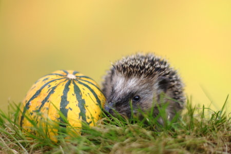 Bild-Nr: 11578640 junger Igel Erstellt von: Uwe Fuchs