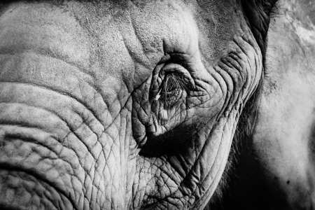 Bild-Nr: 11578678 Afrikanischer Elefant , Loxodonta africana Erstellt von: Richard-Young
