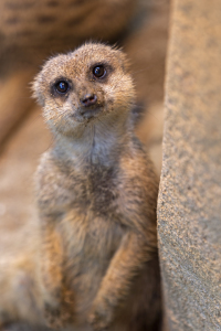 Bild-Nr: 11579094 Erdmännchen Erstellt von: Thomas Herzog