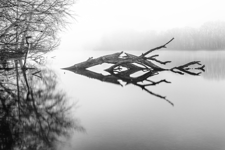 Bild-Nr: 11580324 Nebel am See Erstellt von: David Gärtner