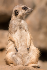 Bild-Nr: 11580380 Erdmännchen  , Suricata suricatta Erstellt von: Richard-Young