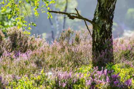 Bild-Nr: 11580524 Spätsommer Erstellt von: Photosynthese