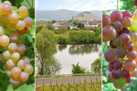Bild-Nr: 11581498 An der Mosel Erstellt von: SusaZoom