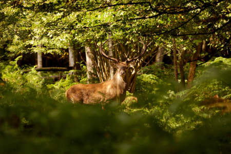 Bild-Nr: 11582474 Hirsch Erstellt von: Jens Kalanke