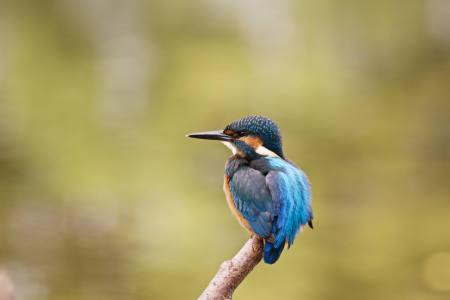 Bild-Nr: 11583058 Eisvogel Erstellt von: Jens Kalanke