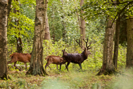 Bild-Nr: 11583646 Wild Erstellt von: Jens Kalanke