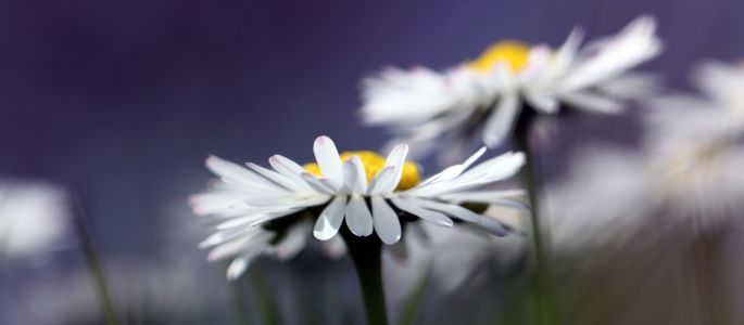 Bild-Nr: 11583726 Gänseblümchen Bellis perennis Erstellt von: Renate Knapp