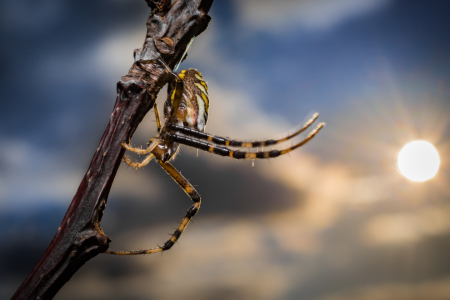 Bild-Nr: 11584054 Wespenspinne , Argiope bruennich Erstellt von: Richard-Young