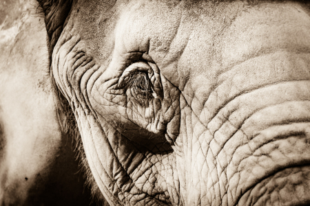 Bild-Nr: 11584132 Afrikanischer Elefant , Loxodonta africana Erstellt von: Richard-Young