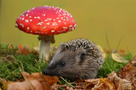 Bild-Nr: 11584152 junger Igel im Märchenwald Erstellt von: Uwe Fuchs