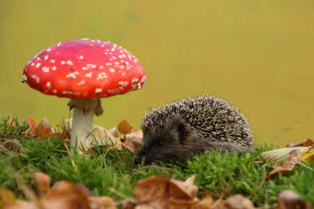 Bild-Nr: 11584186 junger Igel im Märchenwald Erstellt von: Uwe Fuchs