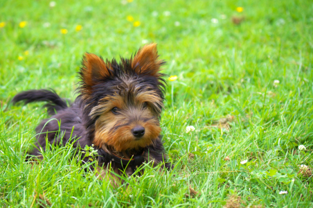 Bild-Nr: 11584514 Yorkshire Terrier  Erstellt von: Angela  Dölling