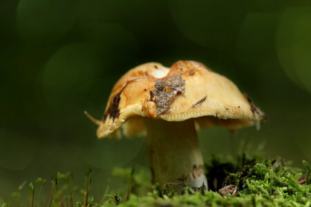 Bild-Nr: 11584881 Der Herbsthut Erstellt von: Heike  Hultsch