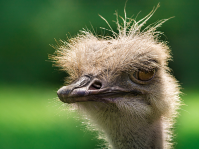 Bild-Nr: 11585046 Afrikanischer Strauß ,Struthio camelus Erstellt von: Richard-Young