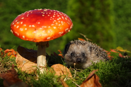 Bild-Nr: 11585072 junger Igel im Märchenwald Erstellt von: Uwe Fuchs