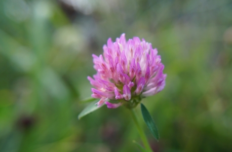 Bild-Nr: 11585170 Kleeblüte Erstellt von: MoNoir