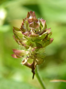 Bild-Nr: 11586774 Blume in gruen Erstellt von: hektograph