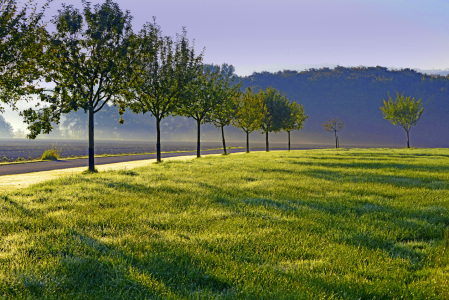 Bild-Nr: 11586802 Apfelbaumwiese im Gegenlicht der Morgensonne Erstellt von: A-Grotehans