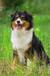 Bild-Nr: 11587306 Australien Shepherd - Hundeportrait Erstellt von: Angela  Dölling