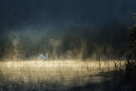 Bild-Nr: 11588872 Die Königin vom Waldsee Erstellt von: David Gärtner