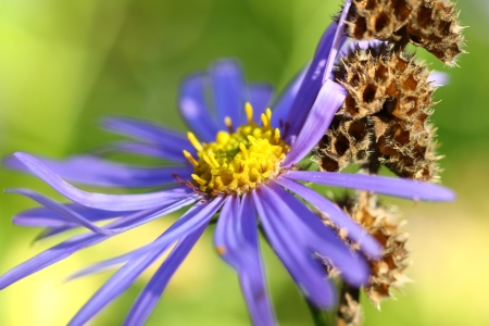 Bild-Nr: 11588908 Blüte und Verblühtes Erstellt von: falconer59