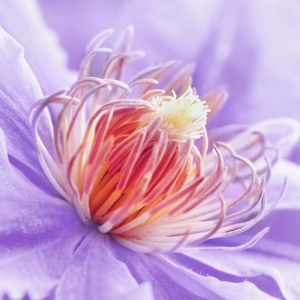 Bild-Nr: 11589676 Clematis  Erstellt von: Atteloi