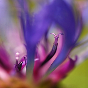 Bild-Nr: 11589784 Berg-Flockenblume Erstellt von: youhaveadream
