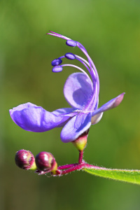 Bild-Nr: 11590058 Clerodendron 2 Erstellt von: falconer59