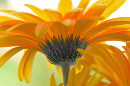 Bild-Nr: 11590086 Wunderschöne Blume Erstellt von: uwejaeger