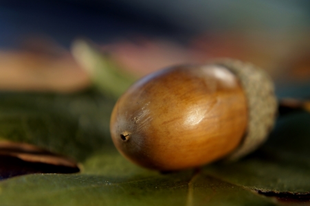 Bild-Nr: 11590128 Eichel Erstellt von: MoNoir