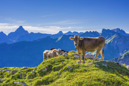 Bild-Nr: 11590784 Allgäuer Braunvieh Erstellt von: Walter G. Allgöwer