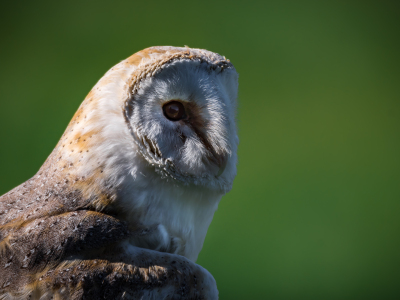 Bild-Nr: 11591576 Schleiereule , Tyto alba Erstellt von: Richard-Young