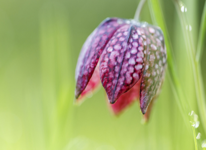 Bild-Nr: 11591826 leuchtender Frühling Erstellt von: Daniela Beyer