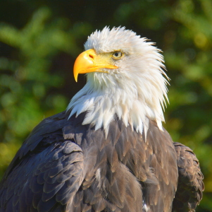 Bild-Nr: 11592208 Stolzer Adler Erstellt von: GUGIGEI