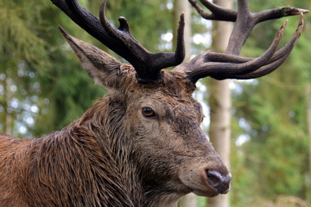 Bild-Nr: 11592819 Platzhirsch Erstellt von: GUGIGEI