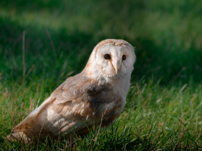 Bild-Nr: 11593906 Schleiereule , Tyto alba Erstellt von: Richard-Young