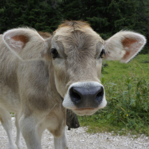 Bild-Nr: 11593914 Neugieriges Kälbchen Erstellt von: MartinaW