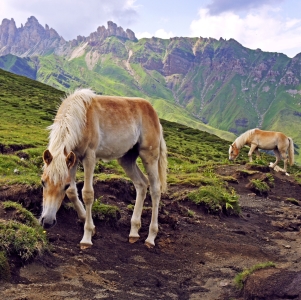 Bild-Nr: 11595238 Haflinger Fohlen in Südtirol Erstellt von: MartinaW